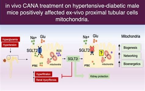 Canagliflozin Promotes Structural and Functional Changes in Proximal ...