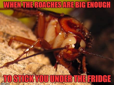 Cockroach Meme 的图像结果