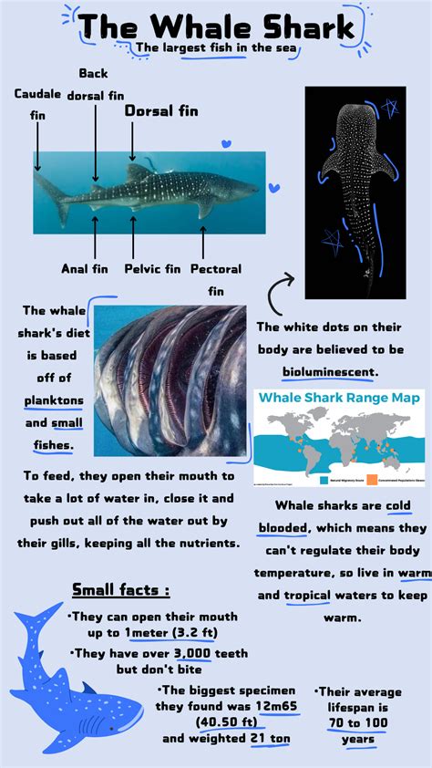 whale shark facts | Marine biology, Shark facts, Whale shark facts