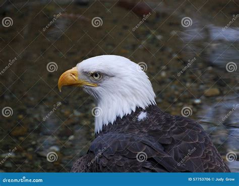 Head of an American Bald Eagle Stock Photo - Image of wildlife, looking ...