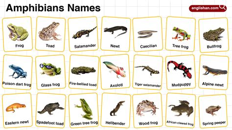 Amphibians Names in English with their Pictures