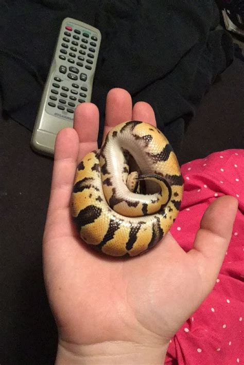 Image result for Ball Python Scared