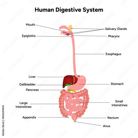 Digestive System 的图像结果