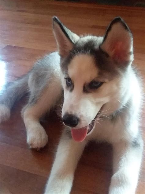 Just got this beautiful 10 weeks old puppy from the pound! | Scrolller