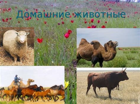 Презентация на тему: "Флора и фауна Калмыкии"