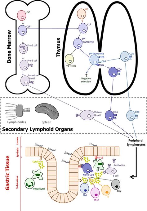 Image result for Lymphocyte Lineage