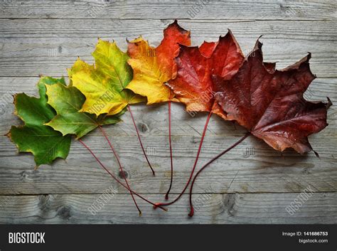 Autumn Maple Leaf Image & Photo (Free Trial) | Bigstock