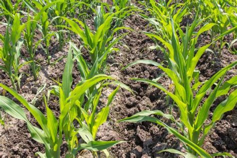 玉米种植行距和株距，玉米的种植时间 - 农敢网