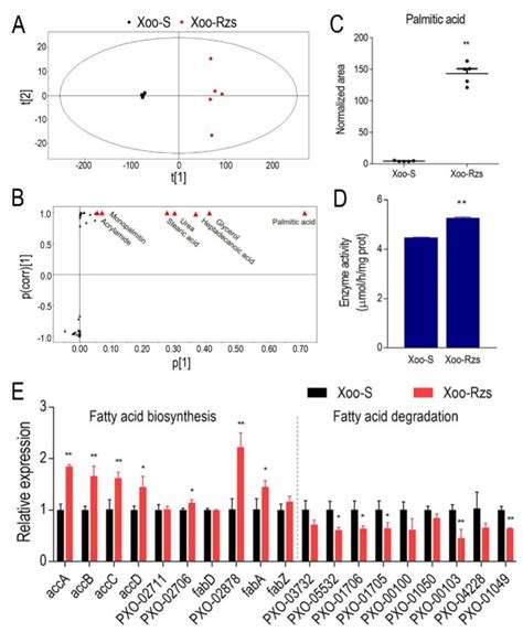 Elevation of Fatty Acid Biosynthesis Metabolism Contributes to ...