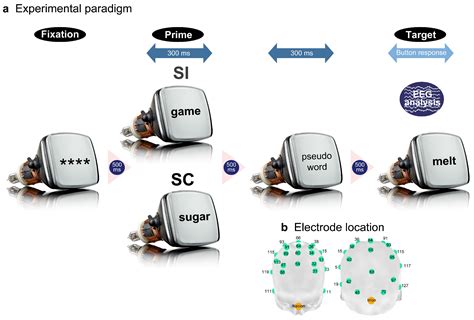 Neural Coupling between Interhemispheric and Frontoparietal Functional ...