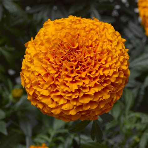 Indi Orange - Variety Marigold | Syngenta