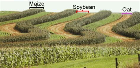 Mixed Cropping and Intercropping - Difference with Examples