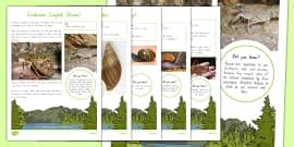 New Zealand Native Animals - Examples, Facts & Resources