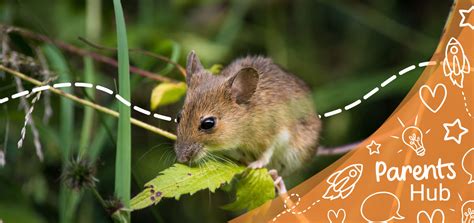 Mice Facts and Crafts for Kids - Twinkl