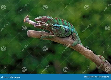 Prey Of The Chameleon