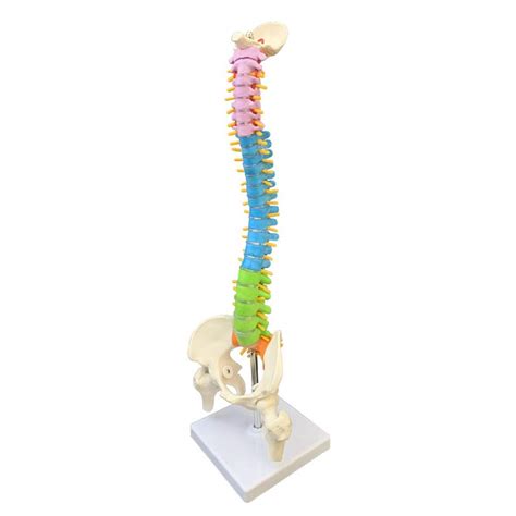Buy Human Spine with Pelvic Model 45Cm Ultra Flexible Spine Model ...