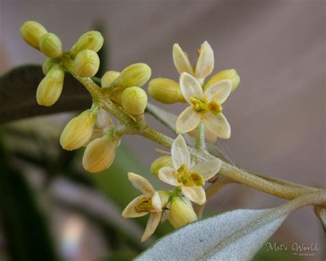 Olive Flower Buds