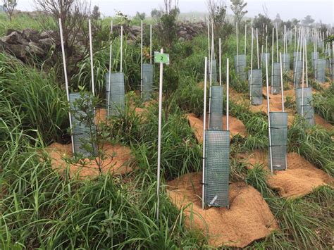 Image result for Tree-Planting Project Materials