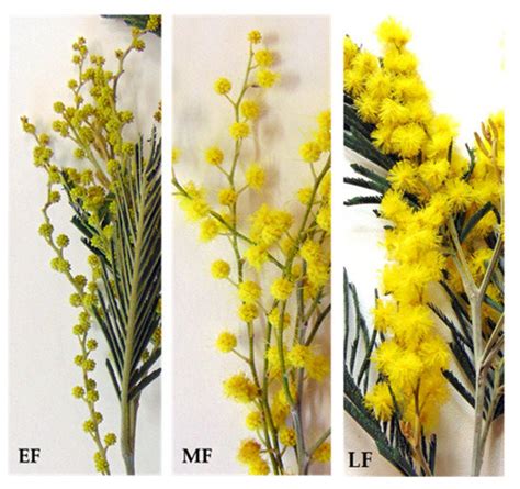 Special Bioactivities of Phenolics from Acacia dealbata L. with ...