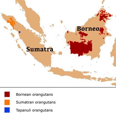 Sumatran Orangutan Map