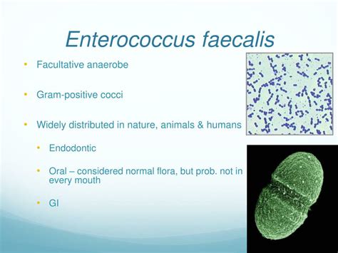Image result for Enterococcus Faecalis Bacteria Cell Structure