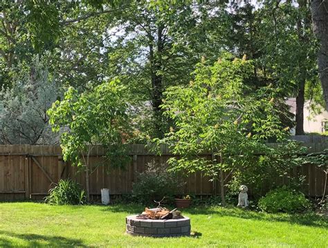 Starting and Growing your own Tree Seeds - Blog - Parkland Tree Care