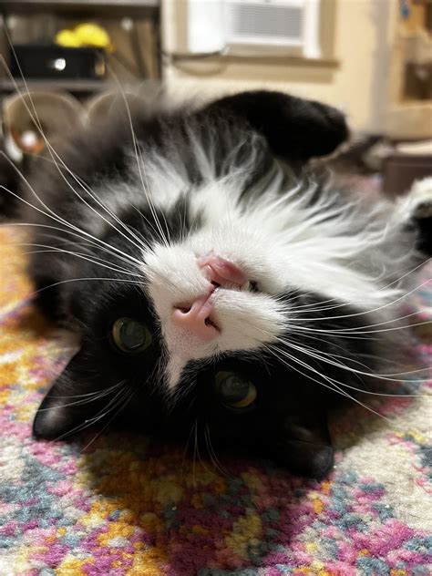 Ouija loves to be upside down : r/WhiskerFireworks