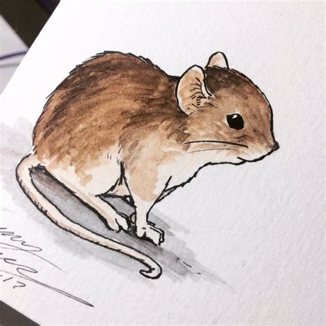 Field Mouse Drawing