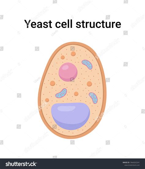 Yeast Cell Structure