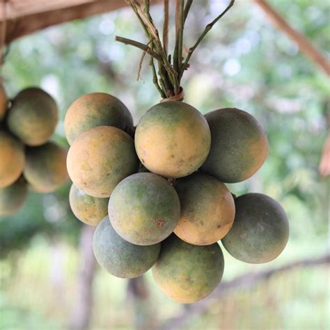 Langgir Fruit Live Plant (Xanthophyllum amoenum) – veliyathgardens