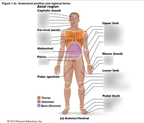 Image result for Anatomical Position Explained