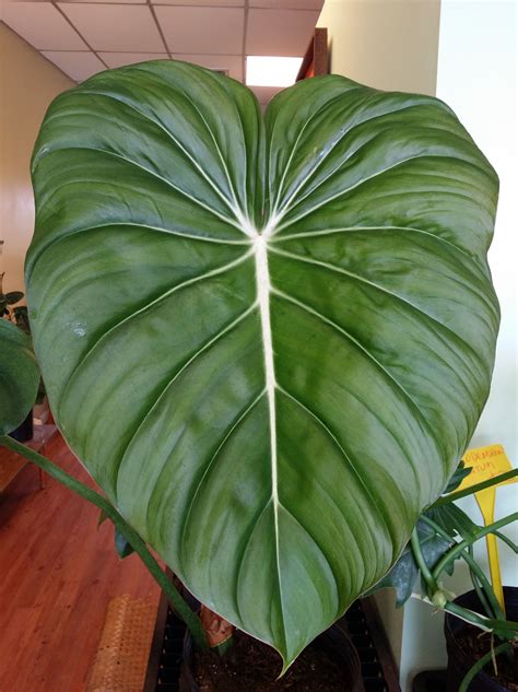 Big Leaf Indoor Plant | Large Leaf Plants | Exotica Tropicals