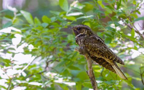 Eastern Whip-poor-will | Audubon Field Guide