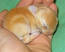 Image result for Baby Bunny Sleeping