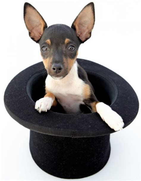 Magic Tricks for Dogs 的图像结果