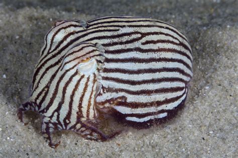 Real Monstrosities: Pyjama Striped Squid