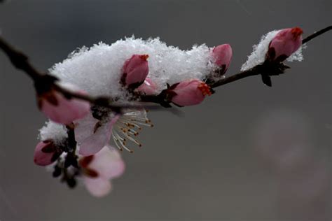 【春雪摄影图片】泰安湿地生活摄影_sunbo_太平洋电脑网摄影部落