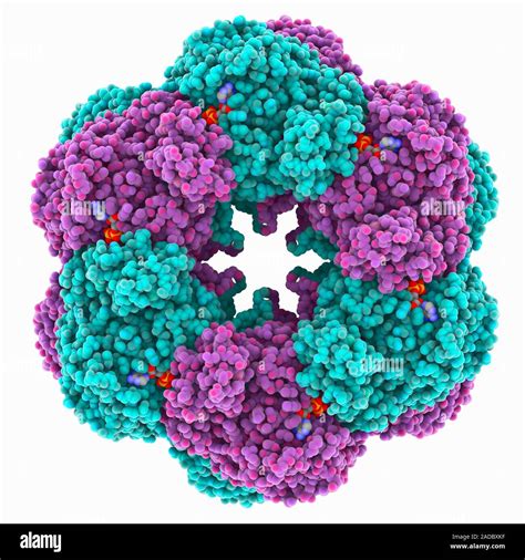 Glutamine synthetase molecule. Computer model showing the structure of bacterial glutamine ...