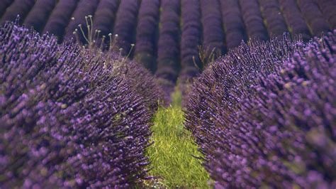 Download wallpaper 1920x1080 lavender, flowers, field, purple full hd ...