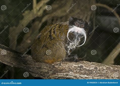 Emperor Tamarin monkey stock photo. Image of amazon, tiny - 9960854