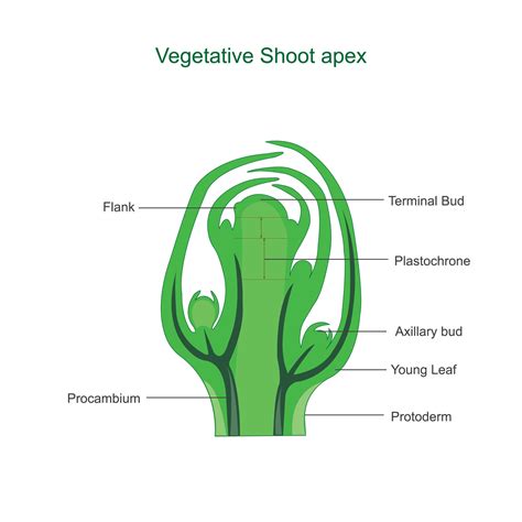 What Is A Vegetative Shoot at Gertrude Howard blog
