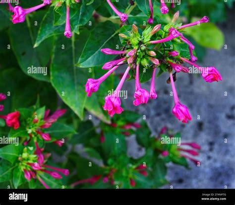 Red four o'clock flower (Mirabilis Jalapa) macro shot. Mirabilis jalapa ...