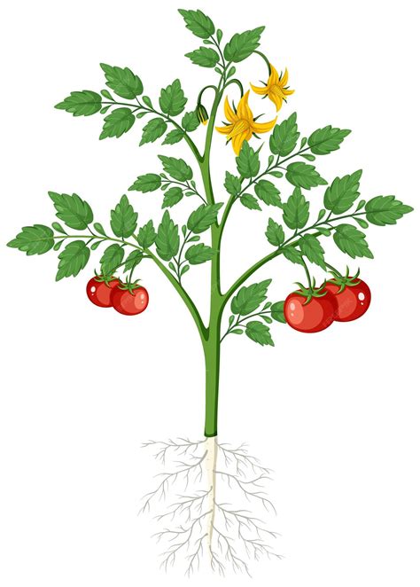 Tomato plant with fruit isolated with root system | Premium Vector