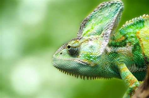 Camouflage Lizard - camouflage of lizard