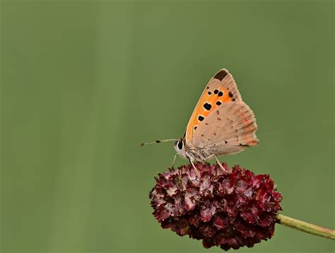 Image result for Simple Image of Butterfly Small Size