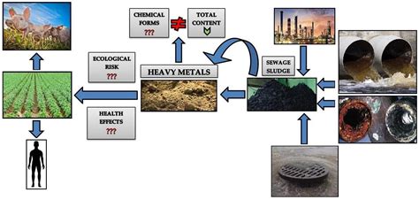 Identification of the Chemical Forms of Heavy Metals in Municipal ...