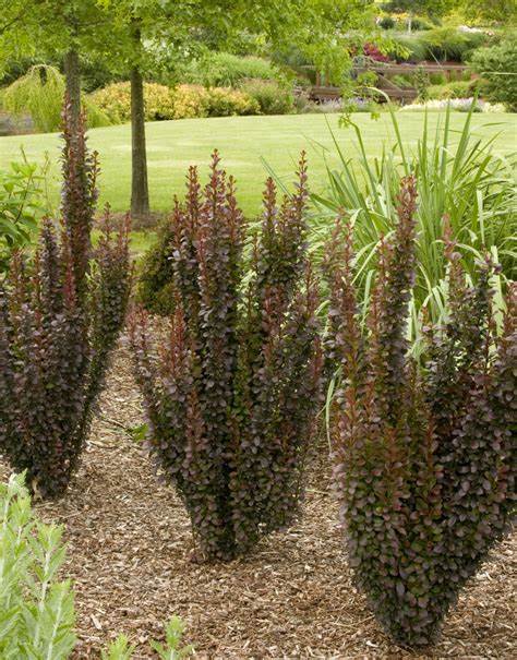 Helmond Pillar Barberry - Monrovia - Helmond Pillar Barberry | Red ...