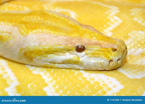 Image result for Python Snake Habitat