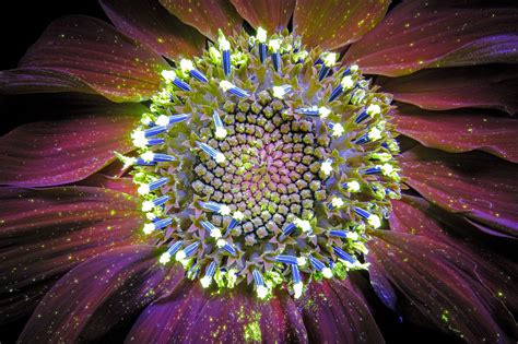 Does Uv Light Work For Plants at Carolyn Ring blog
