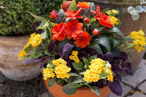 What To Plant In A Pot With Lantana at Scott Paramore blog